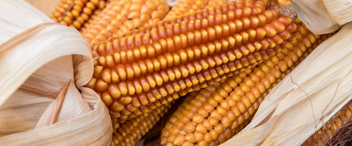 Mais antichi italiani: un patrimonio da salvare