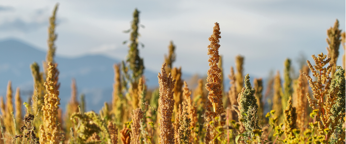 La Quinoa: nutrimento e leggerezza senza glutine